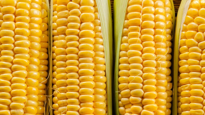 Tecnologias biológicas barram a cigarrinha-do-milho, reduzem a resistência e elevam a sanidade da lavoura