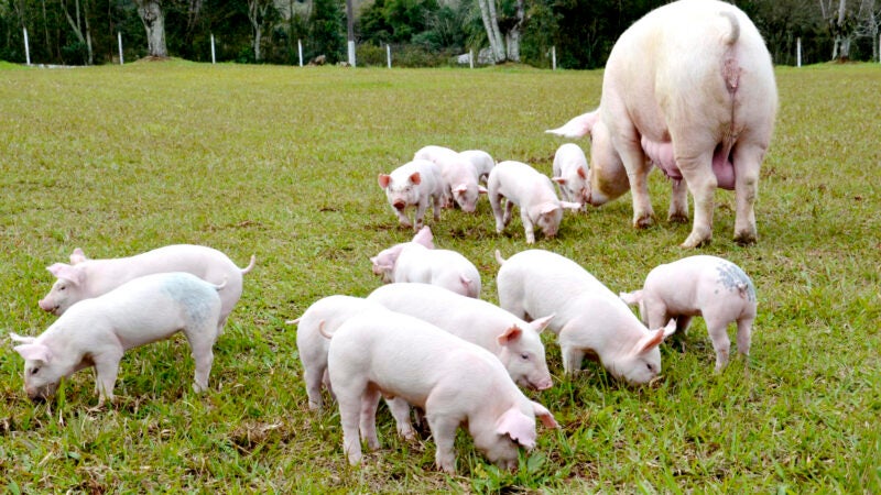 Resposta para a suinocultura de qualidade está na saúde do intestino