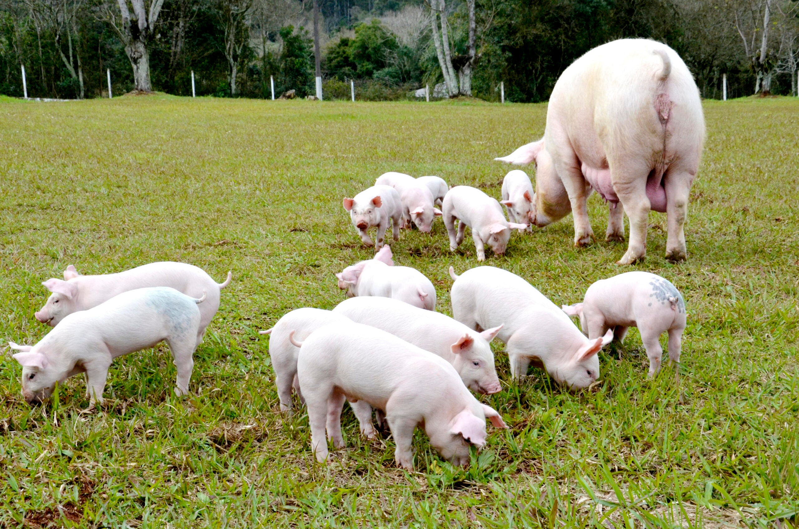Resposta para a suinocultura de qualidade está na saúde do intestino