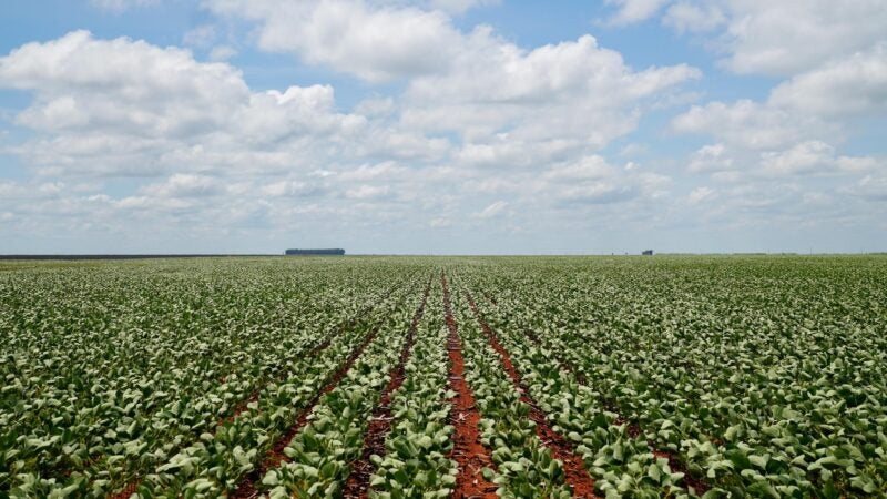 TRT-23 conclui julgamento e exclui Famato de ação sobre glifosato