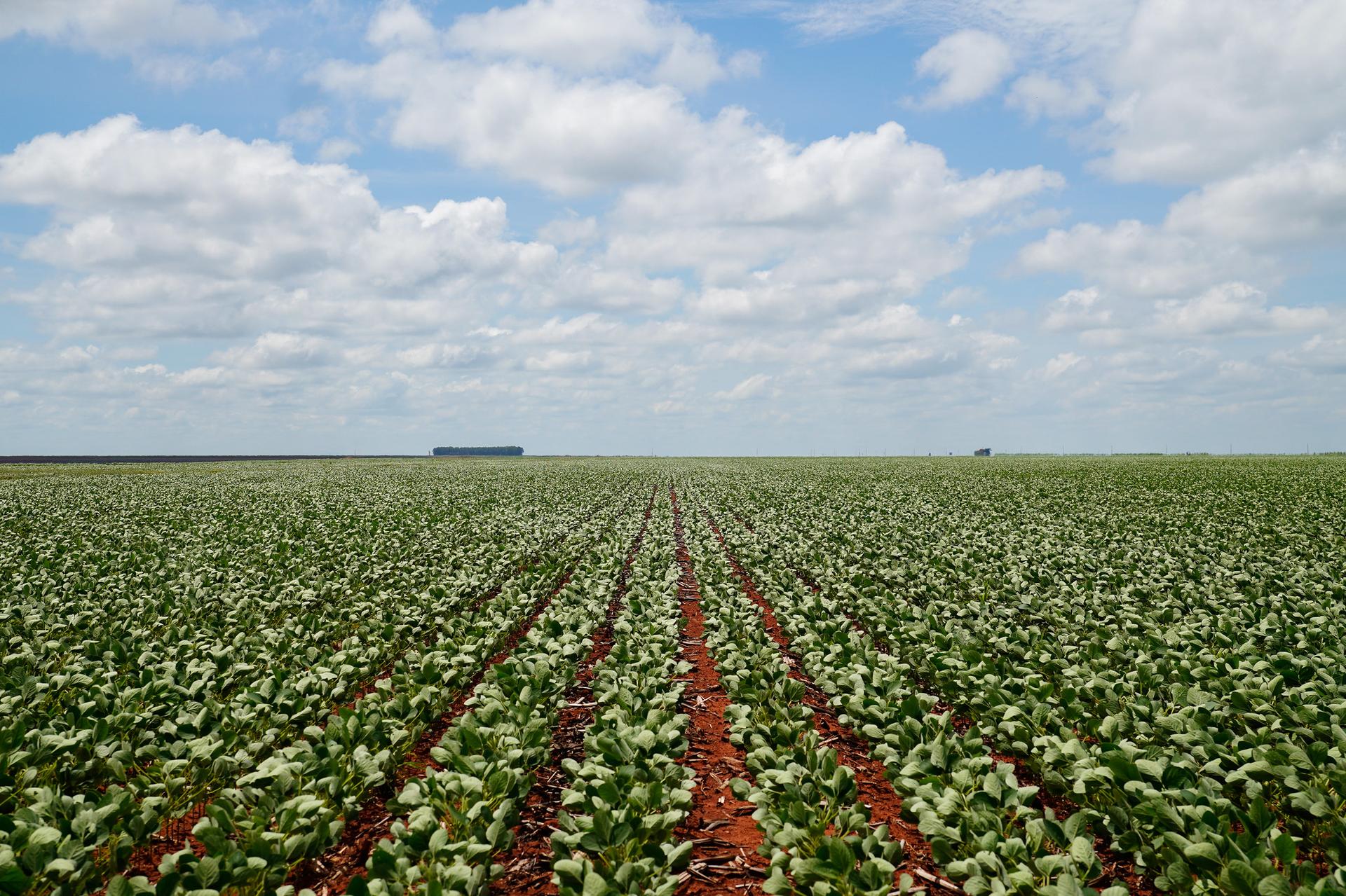 TRT-23 conclui julgamento e exclui Famato de ação sobre glifosato