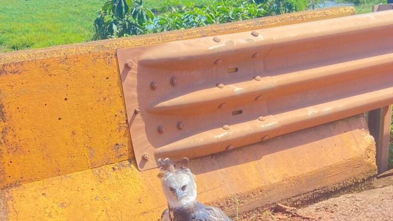Via Brasil BR‑163 devolve harpia reabilitada à natureza após operação integrada de resgate e conservação