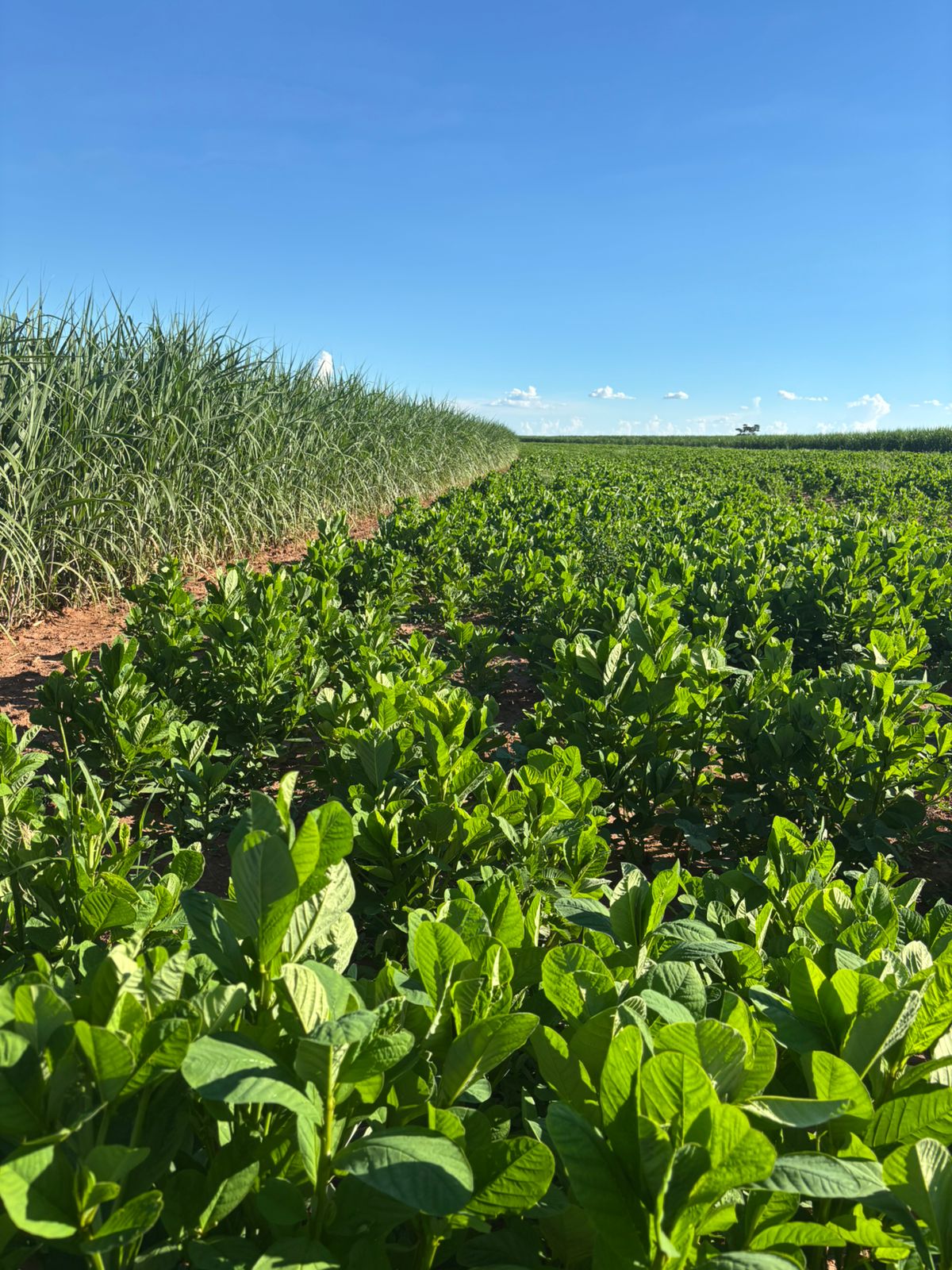 Sistema de manejo integrado com planta de cobertura reduz custos e melhora eficiência no plantio da cana-de-açúcar