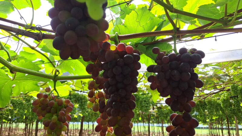 Bioinsumos avançam na hortifruticultura gaúcha e entram no manejo de tomate e uva