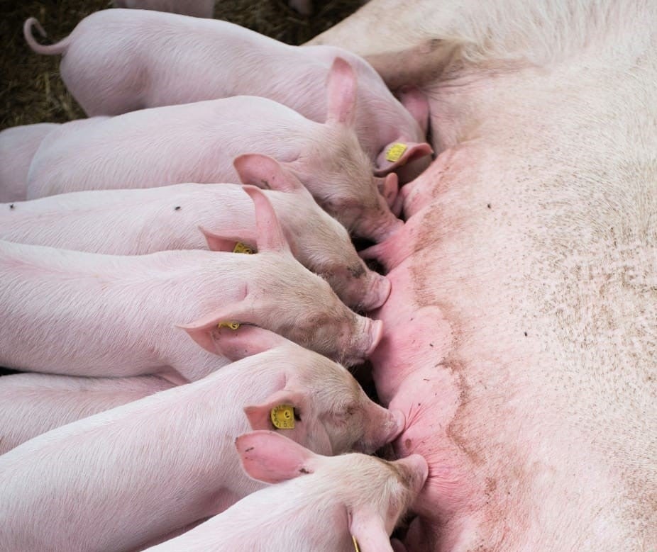 Cuidados com as fêmeas suínas na lactação: o impacto do arraçoamento na maternidade