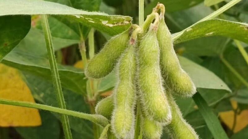 Sojicultores de MT têm até 15 de fevereiro para cadastrar área no Indea