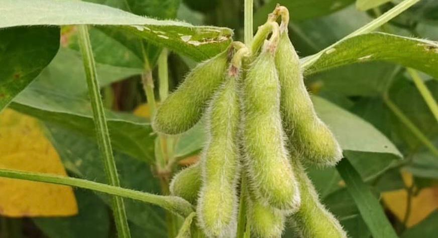 Sojicultores de MT têm até 15 de fevereiro para cadastrar área no Indea