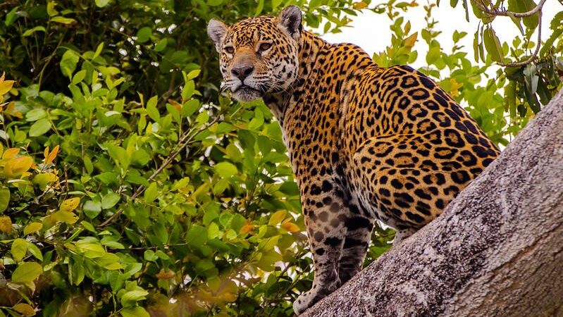 Sedec orienta municípios para atualização do Mapa do Turismo Brasileiro em Mato Grosso