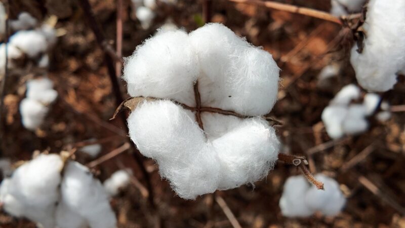 Imea e Senar MT divulgam custos de produção de algodão, soja e milho em Mato Grosso
