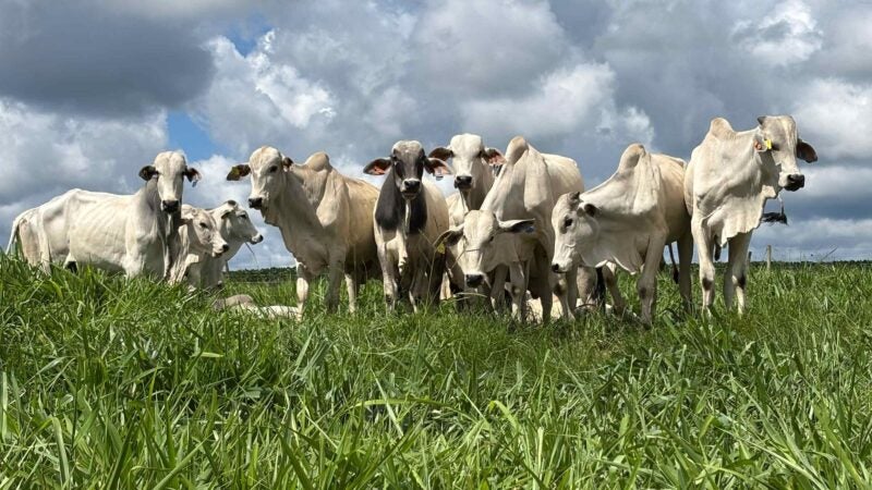 Intensificação sustentável de pastagens ganha protagonismo no Coplacampo 2026