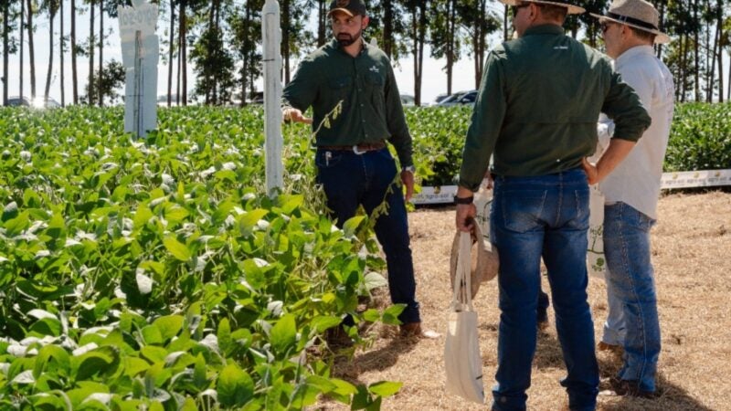 Solução sob medida: empresa de sementes transforma dia de campo em espaço personalizado e traz informações estratégicas para a próxima safra