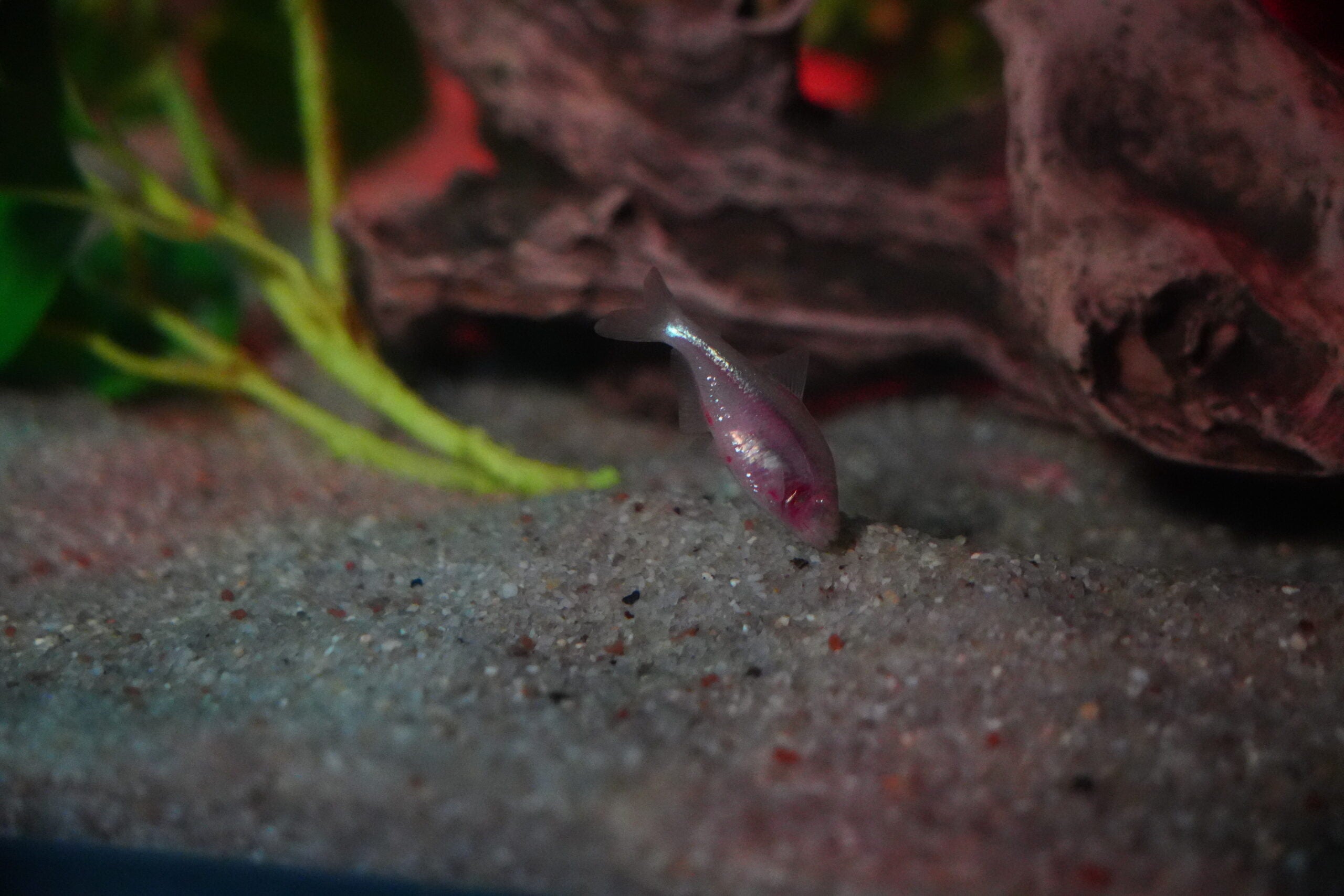 Peixe que perde os olhos ao longo da evolução chega ao Oceanic Aquarium