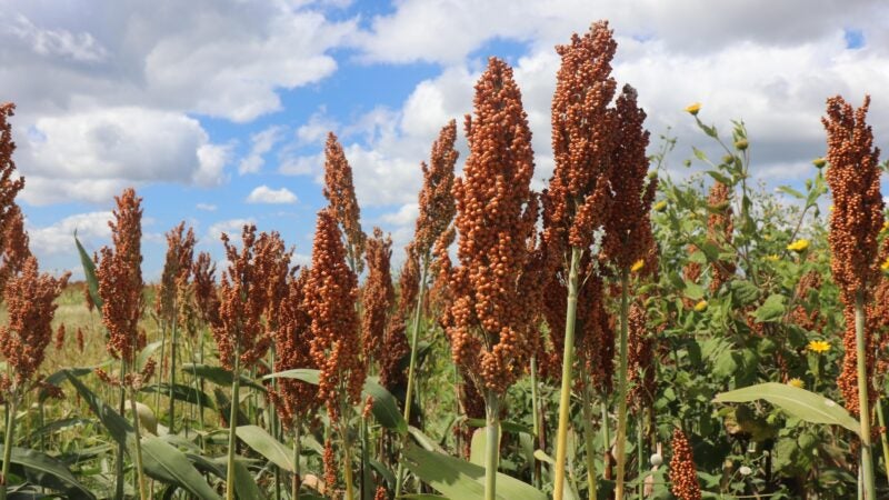 Getap lança premiação nacional para o sorgo e abre inscrições em meio à forte expansão da cultura no Brasil