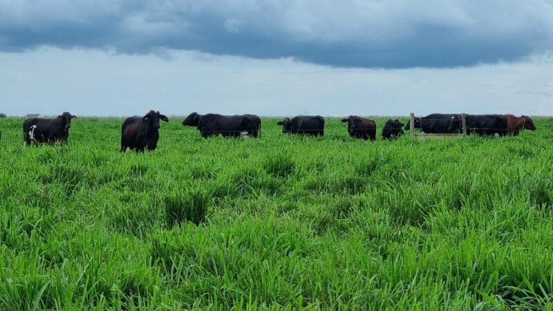 Vacas com genética adaptada produzem o triplo da média de leite em Mato Grosso