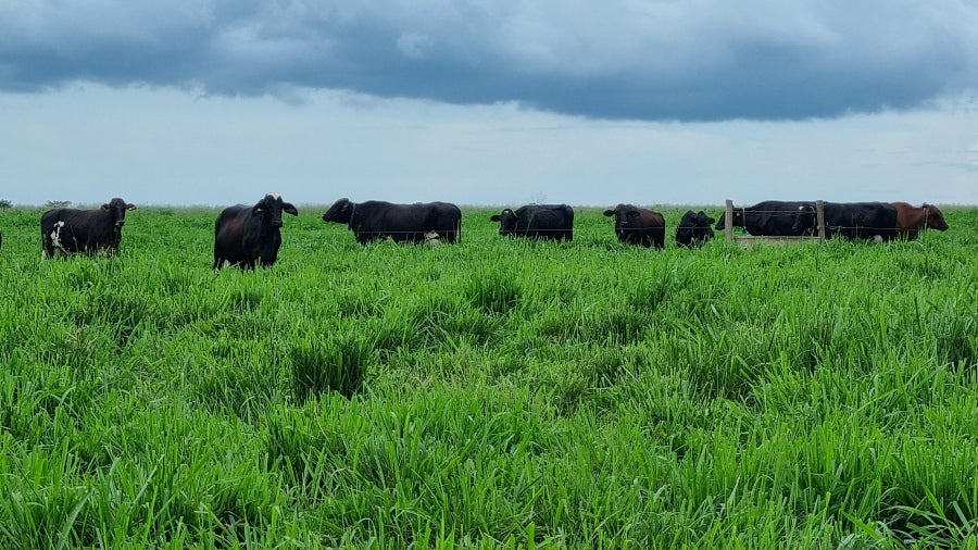 Vacas com genética adaptada produzem o triplo da média de leite em Mato Grosso