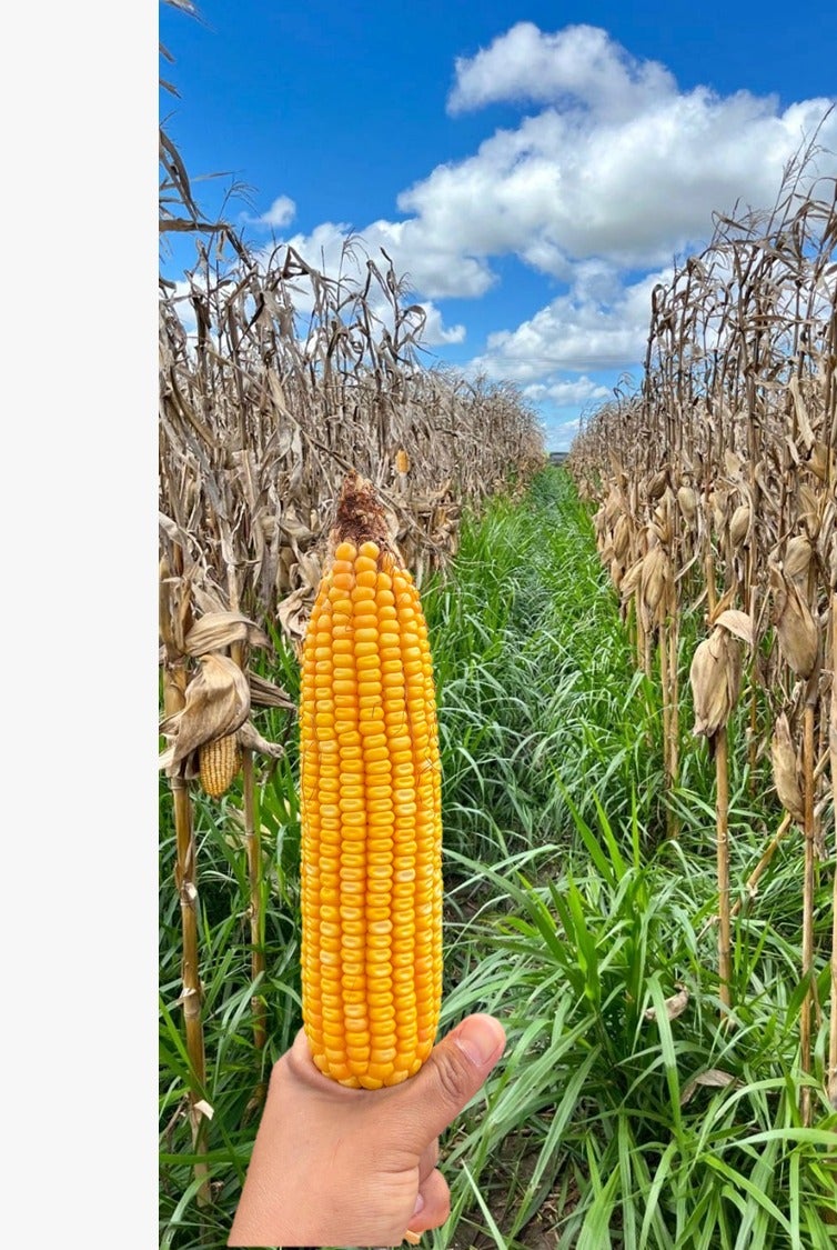 Milho consorciado com capim pode gerar melhor retorno aos sistemas de produção