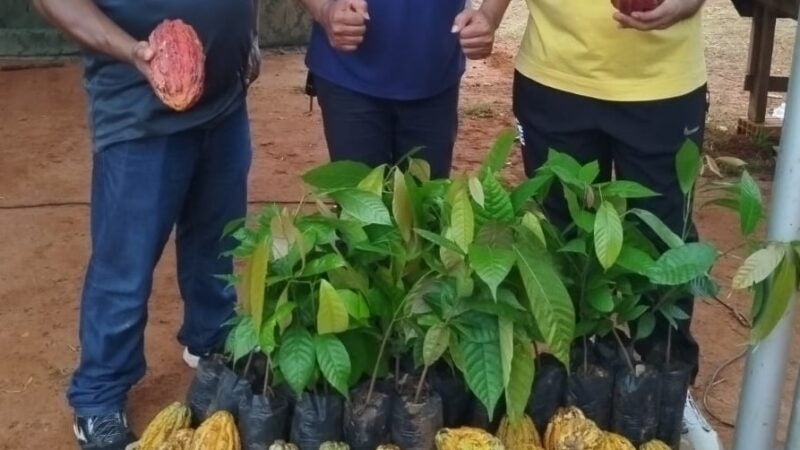 Cacau sustentável floresce na Gleba Resistência e abre nova frente de renda para agricultores familiares em MT
