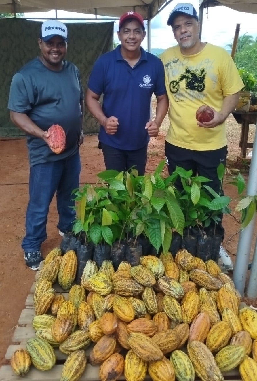 Cacau sustentável floresce na Gleba Resistência e abre nova frente de renda para agricultores familiares em MT
