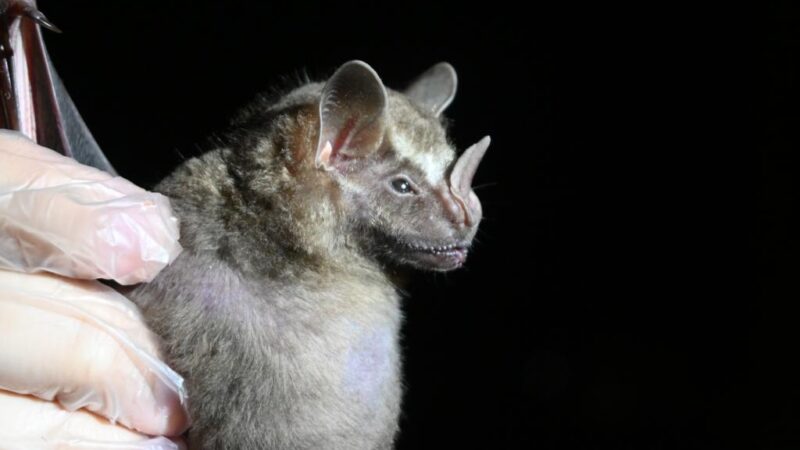 Pesquisa identifica vírus, fungos e bactérias em morcegos na região de transição Cerrado-Amazônia em MT