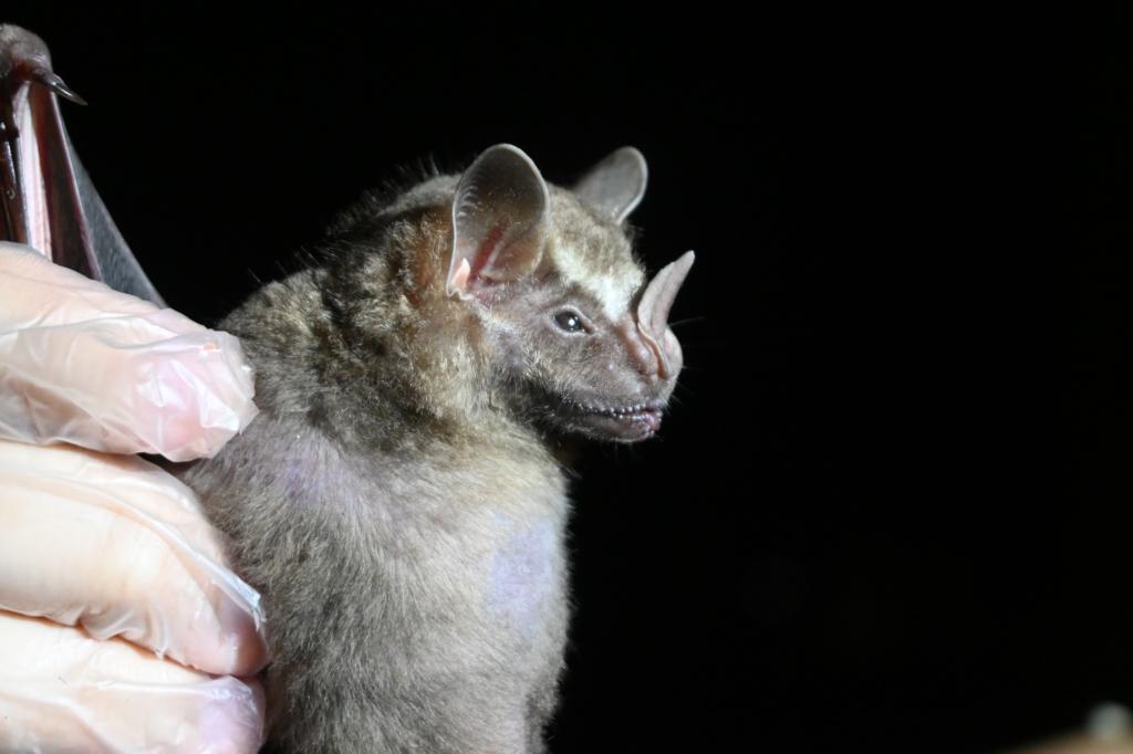 Pesquisa identifica vírus, fungos e bactérias em morcegos na região de transição Cerrado-Amazônia em MT