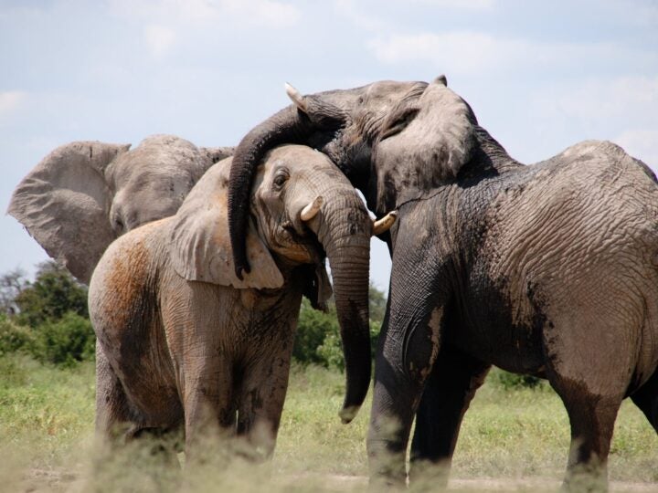 Turismo com elefantes entra em xeque e expõe mudança no comportamento dos viajantes