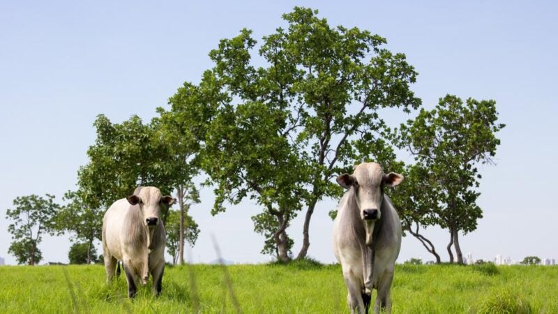 Mato Grosso lidera abate de bovinos no país e amplia participação nas exportações em 2025