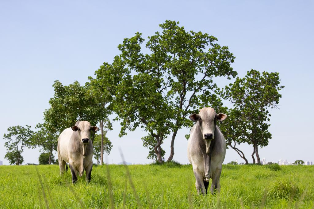 Mato Grosso lidera abate de bovinos no país e amplia participação nas exportações em 2025