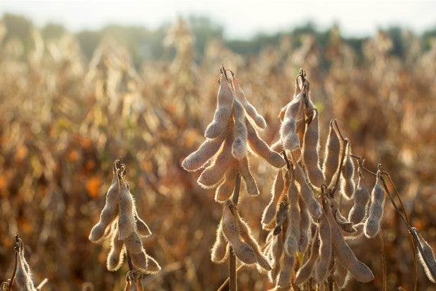 Bioestimulantes à base de alga marinha transformam a produtividade da soja no Brasil