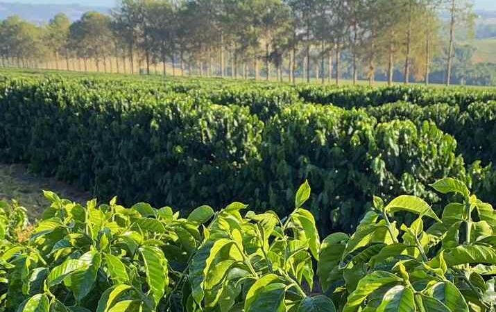 Em movimento estratégico, Agroallianz anuncia nova liderança feminina