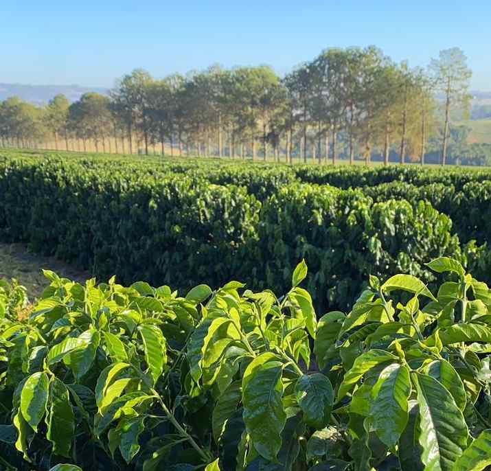 Em movimento estratégico, Agroallianz anuncia nova liderança feminina