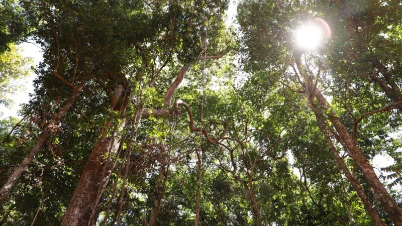 Setor de base florestal alia desenvolvimento econômico e conservação ambiental em Mato Grosso