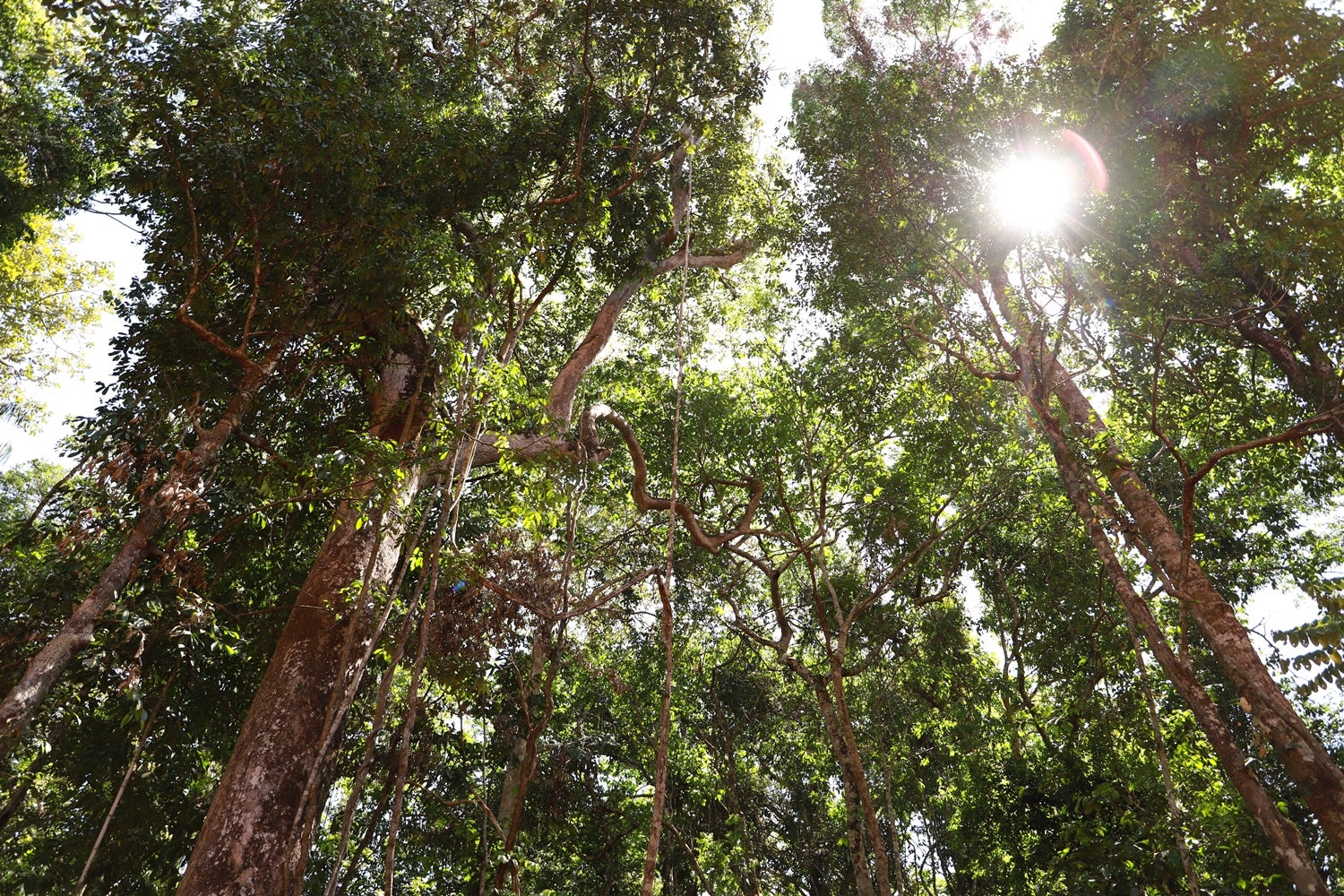 Setor de base florestal alia desenvolvimento econômico e conservação ambiental em Mato Grosso