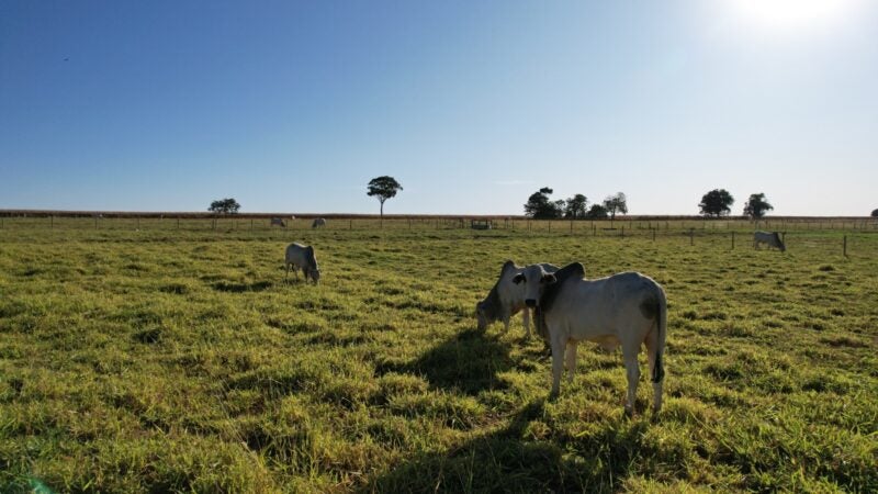 A seca está chegando e é hora do pecuarista se preparar