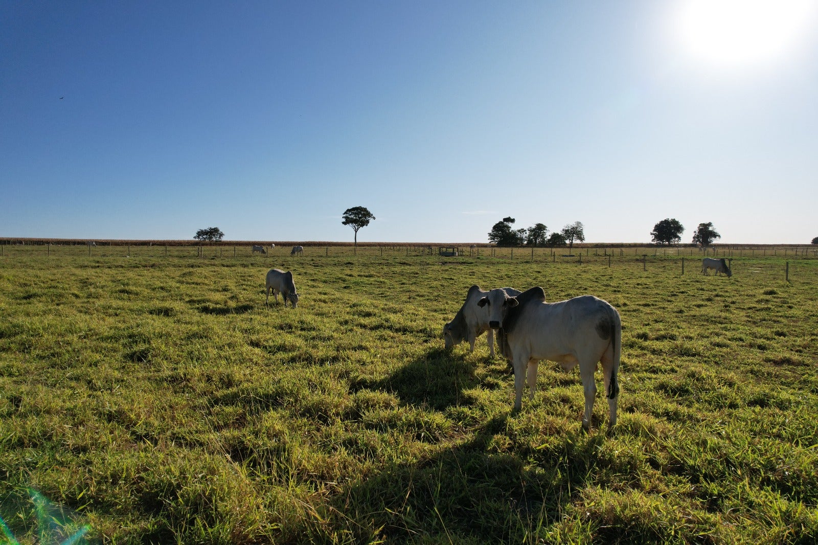 A seca está chegando e é hora do pecuarista se preparar