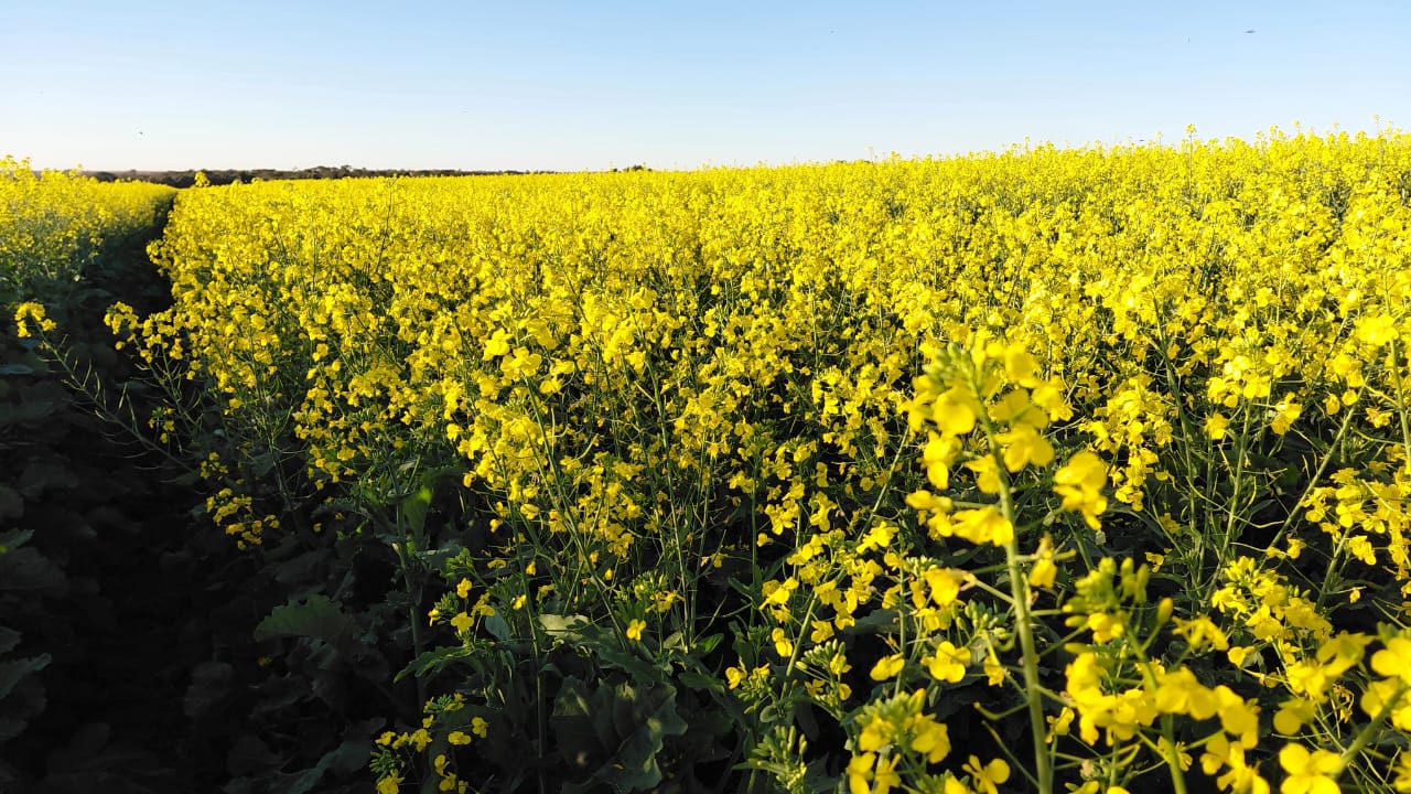 Canola ganha espaço e avança como cultivo estratégico no Brasil