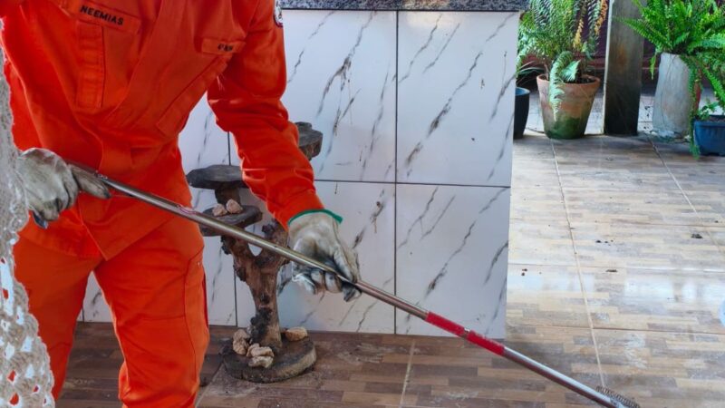 Bombeiro Militar de Guarantã do Norte capturam cobra em residência