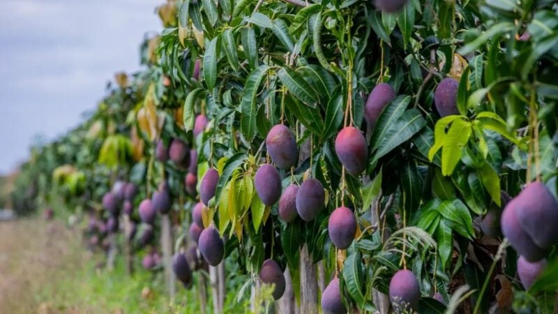 Bioinsumos ganham espaço na produção de frutas e verduras com foco em eficiência e equilíbrio do meio ambiente