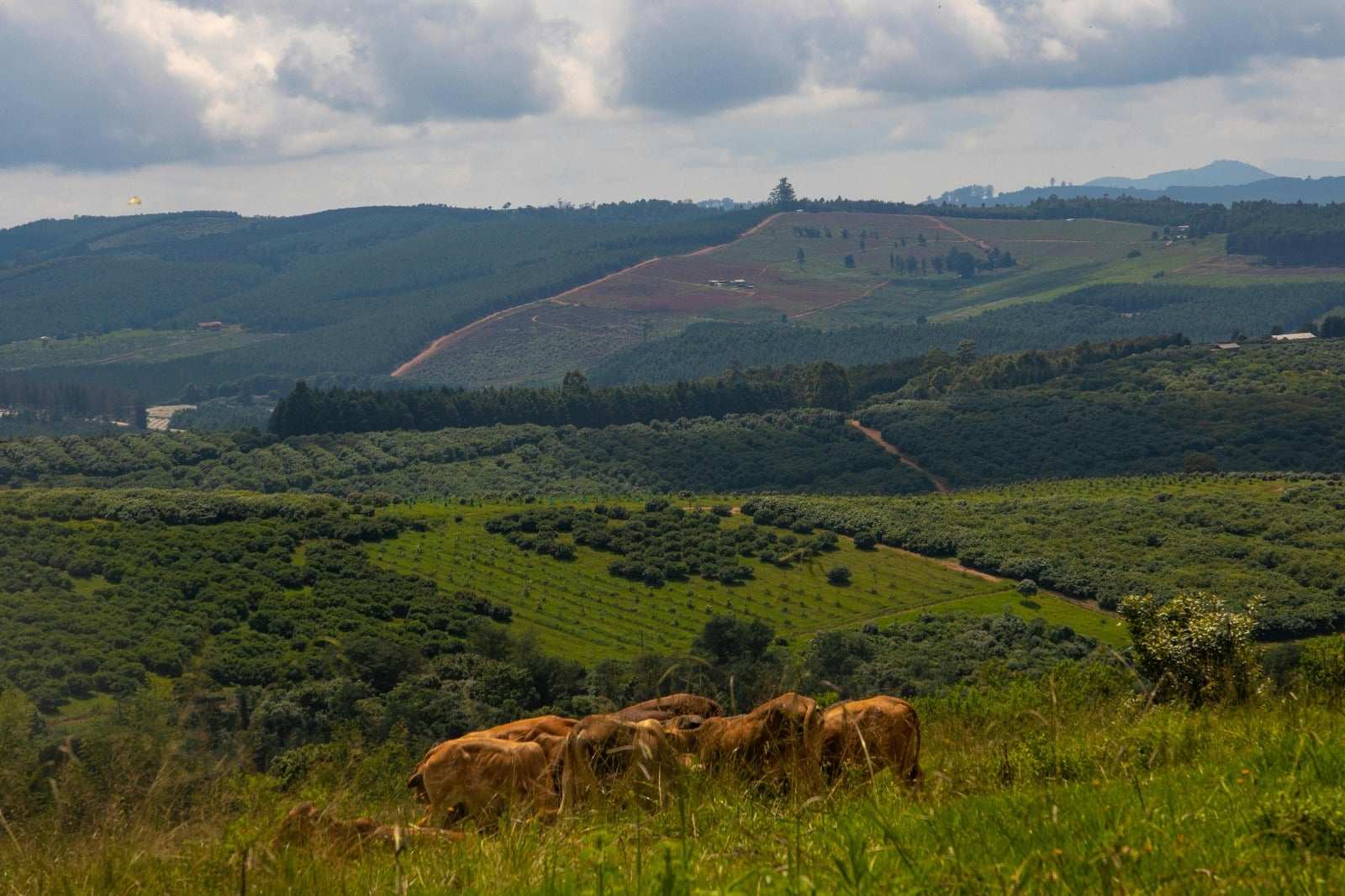 Venda de fazenda arrendada não retira os direitos do produtor rural