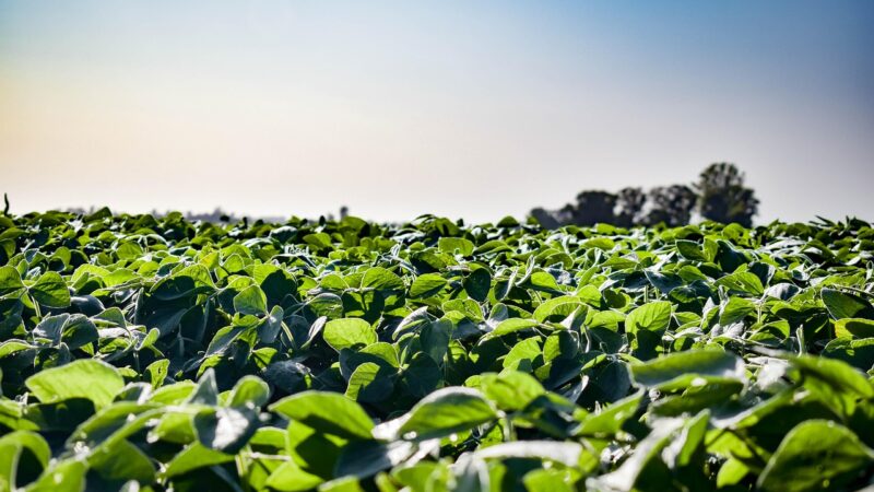 Chega ao mercado solução biotecnológica bivalente contra patógenos de solo e nematoides