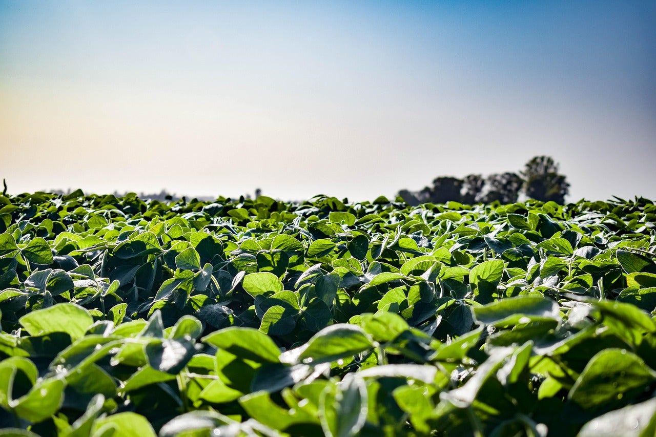 Chega ao mercado solução biotecnológica bivalente contra patógenos de solo e nematoides