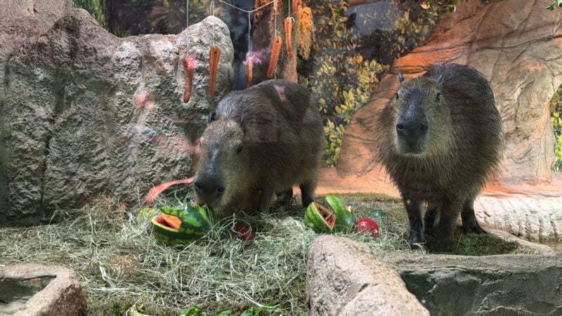 De coelho de melão a ovos de gelo: aquário de Santa Catarina leva a Páscoa à rotina dos animais