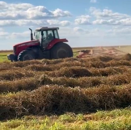 Capim Tamani impulsiona a produção de feno com mais qualidade, rendimento e retorno ao produtor