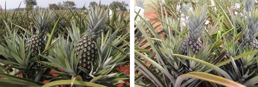 Pesquisadores desenvolvem cultivares de abacaxis com foco em resistência às doenças, melhor manejo e produtividade em MT