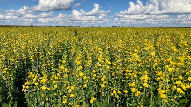 Com atraso nas operações de soja e milho, plantas de cobertura podem ajudar a reduzir os riscos