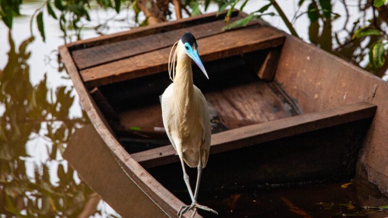 Museu de História Natural de MT convida público para a programação de abril