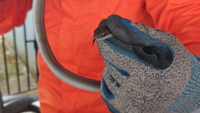Em Guarantã do Norte Bombeiros capturam cobra em residência