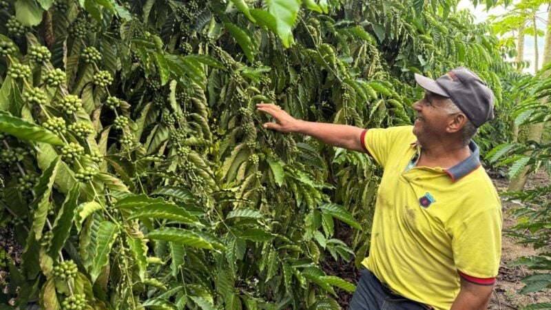 Café garante renda e recomeço para família de Castanheira
