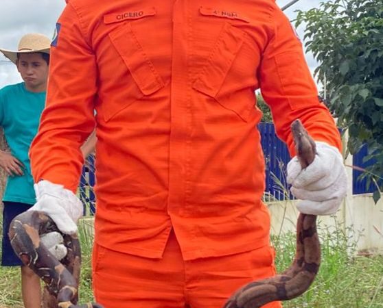 Em Guarantã do Norte Equipe de Bombeiro capturam serpente em frente de residência