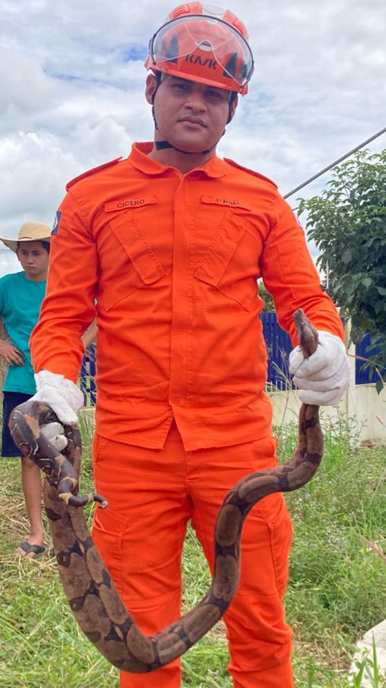 Em Guarantã do Norte Equipe de Bombeiro capturam serpente em frente de residência