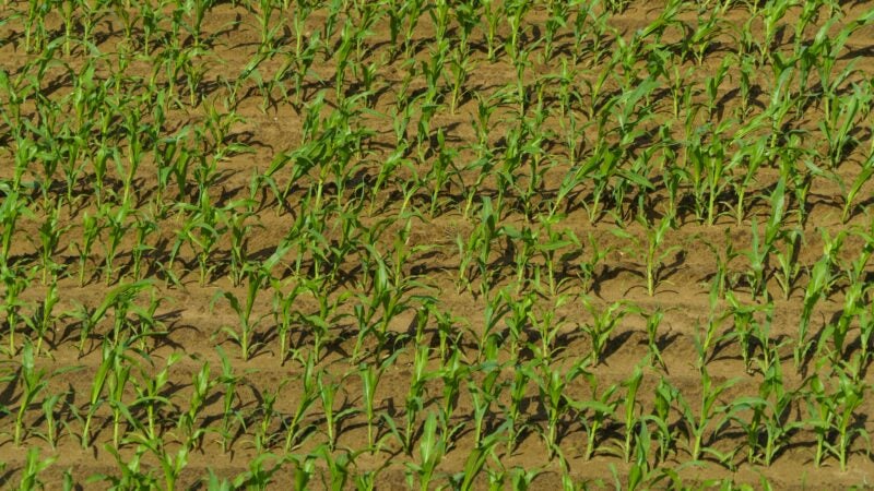 Com o plantio da safrinha perto de 100%, inscrições para concurso de produtividade também entre na reta final
